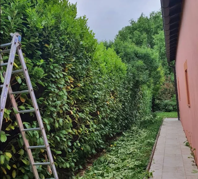 Haie taillée le long d’une maison